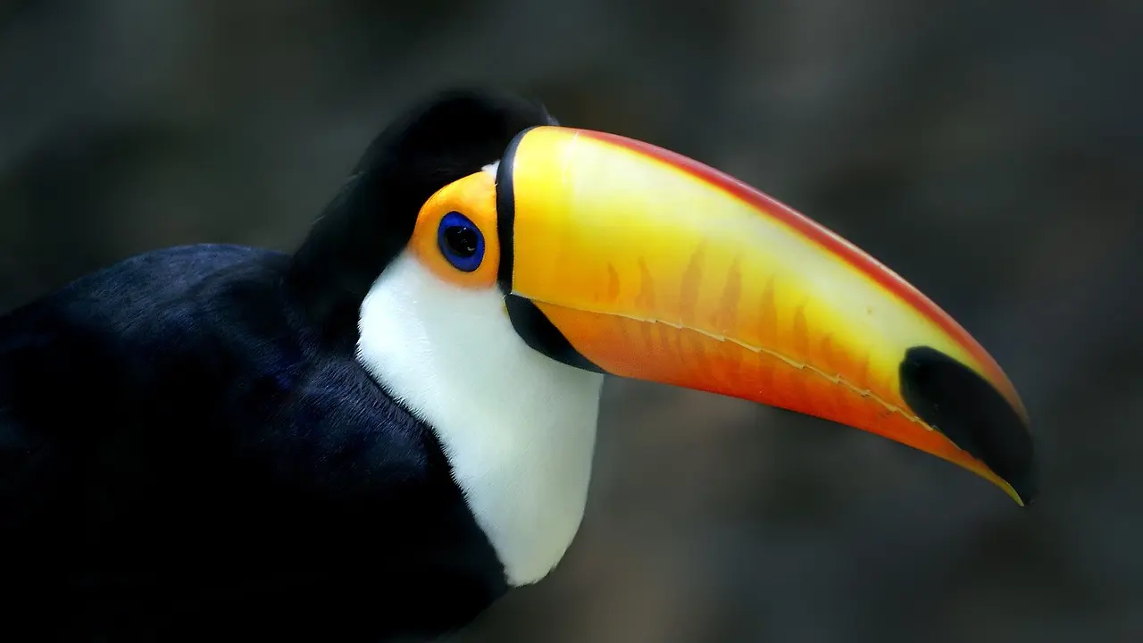 Toucans Bird