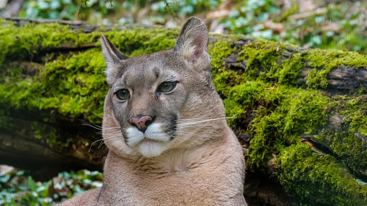 Puma Cat