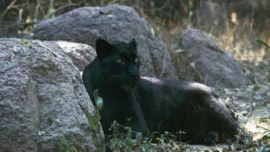 Black Panther the animal