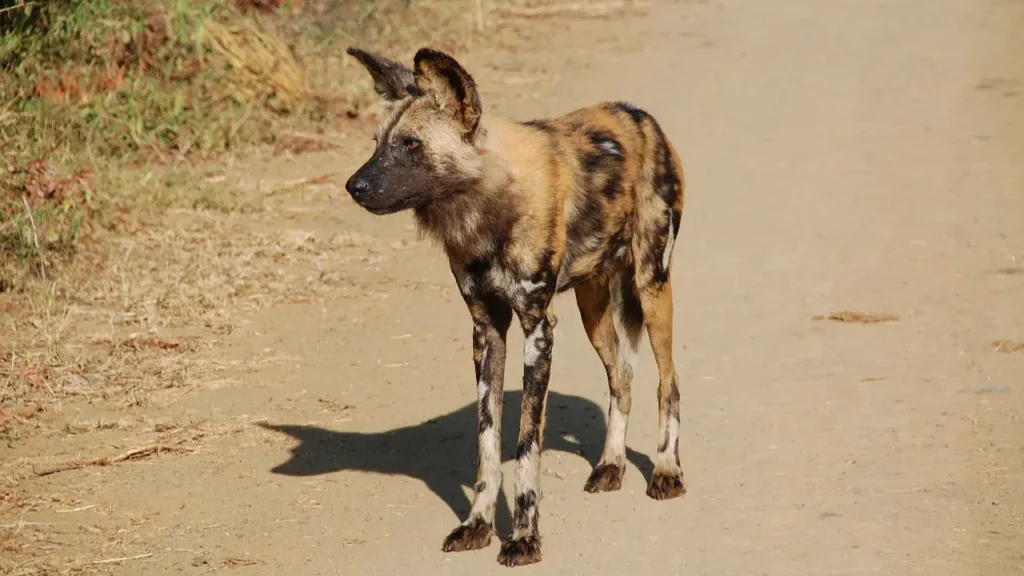 Wild Dogs of Africa