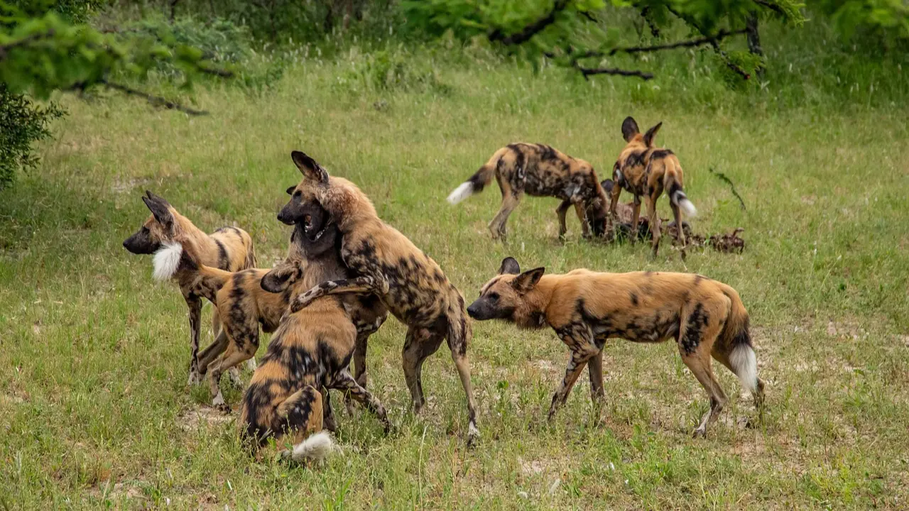 Wild Dogs of Africa