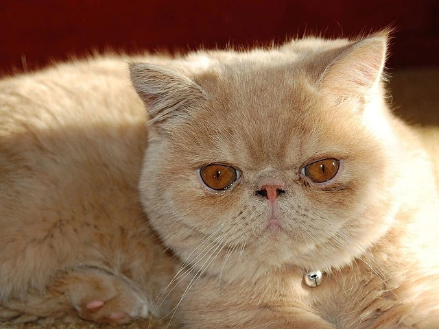 Cat Breeds: Persian