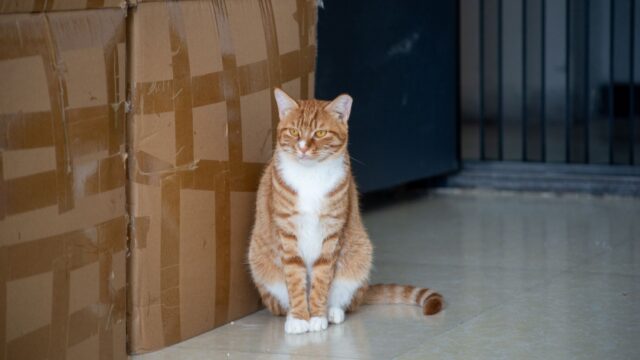 Cat Litter Types Compared: Clay, Clumping, Silica and Plant-Based