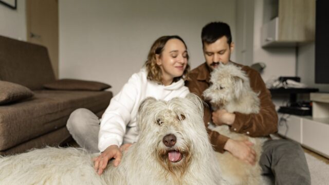 Dog Breeds for First-Time Owners: Traits to Look For and How to Choose