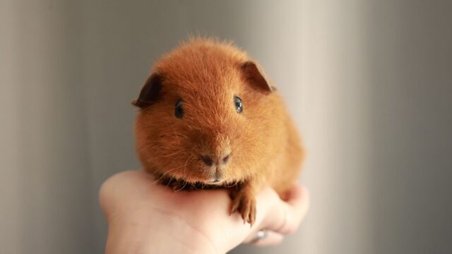 Best Small Pets for Kids: Care Needs, Ages and Lifespans Compared