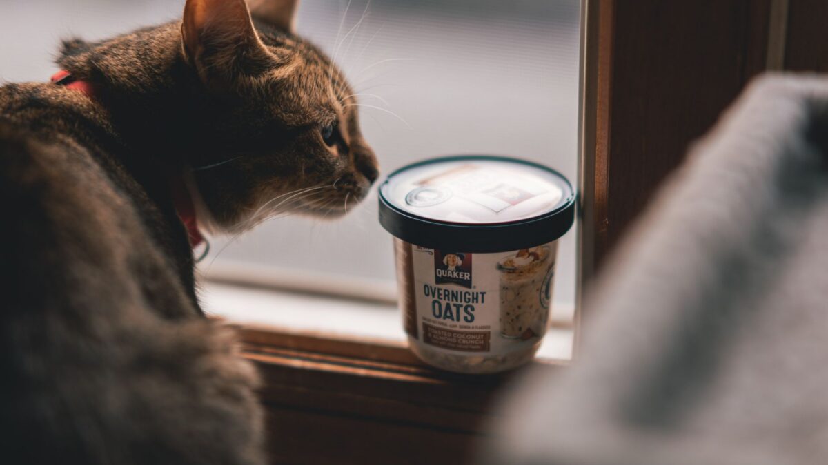 cat looking food