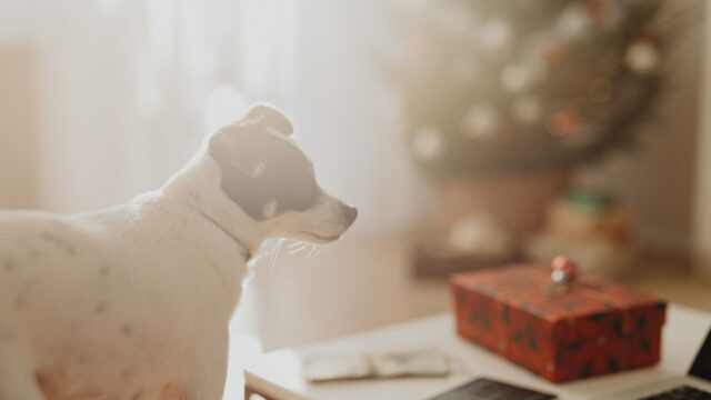 dog holiday table
