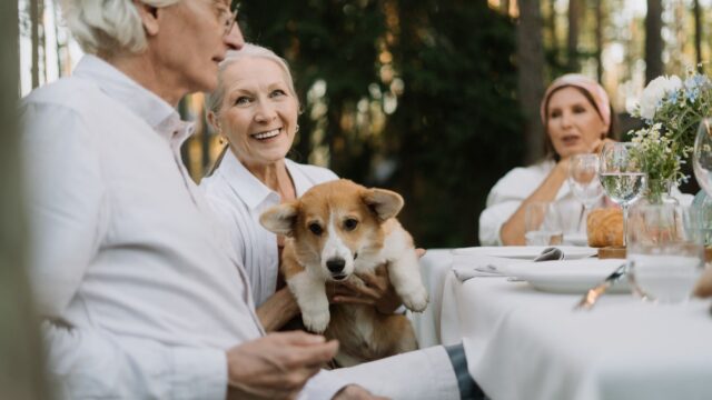Can Dogs Eat Turkey? Safe Parts, Risky Leftovers and a Thanksgiving Checklist