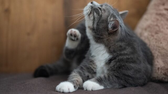 Cat Ear Infections and Ear Mites: Signs, Common Causes and Why a Vet Check Matters