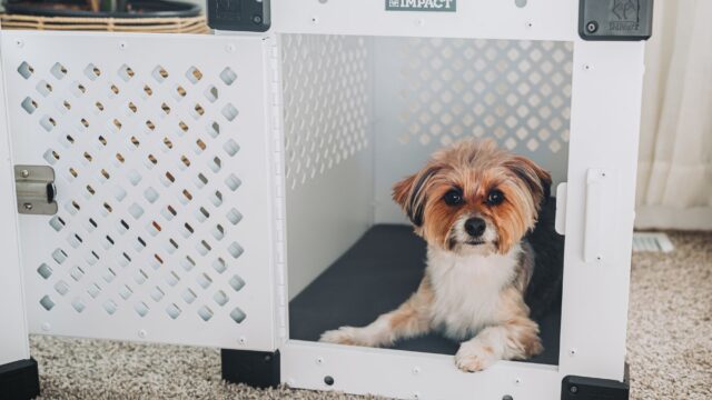 Crate Training a Puppy: Step-by-Step Plan, Right Crate Size and How Long Is Too Long