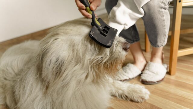 Dog Shedding: What Is Normal, How to Manage It and When It Signals a Problem