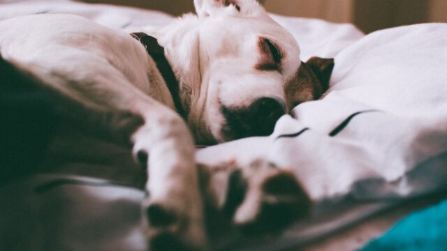 Your First Week With a New Puppy: A Day-by-Day Checklist