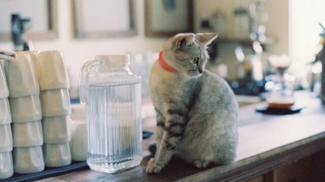 Foods Toxic to Cats: What Never to Share and What to Do in an Emergency