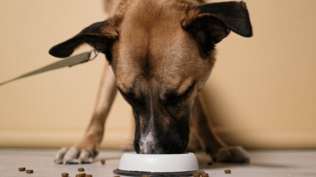 Fresh Dog Food vs Kibble: What “Fresh” Means, Cost Per Day and What the Evidence Shows