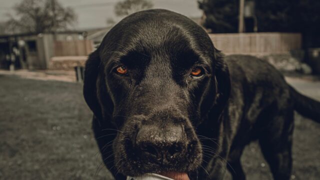 Frozen Dog Treats: 5 Simple Ideas With Safe Ingredients and Portion Tips