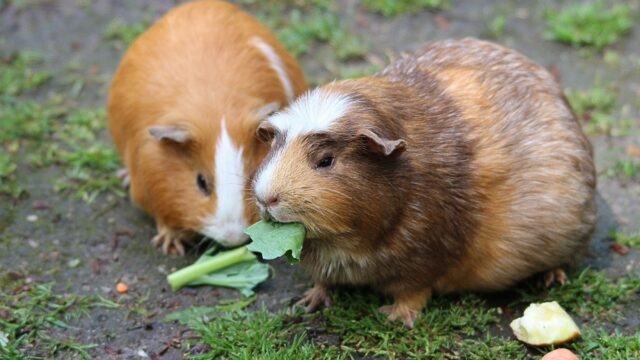 Guinea Pig Care Guide: Pairs, Cage Size, Vitamin C and Health Signs