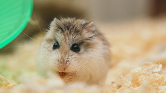 Hamster Care for Beginners: Cage, Wheel, Bedding, Diet and Handling