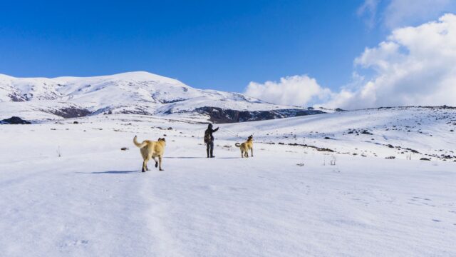 How Cold Is Too Cold for Dogs? A Temperature Guide by Size, Coat and Age