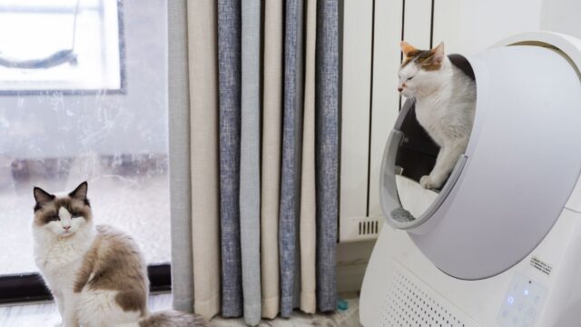 How Many Litter Boxes Per Cat? The N+1 Rule, Placement and Cleaning