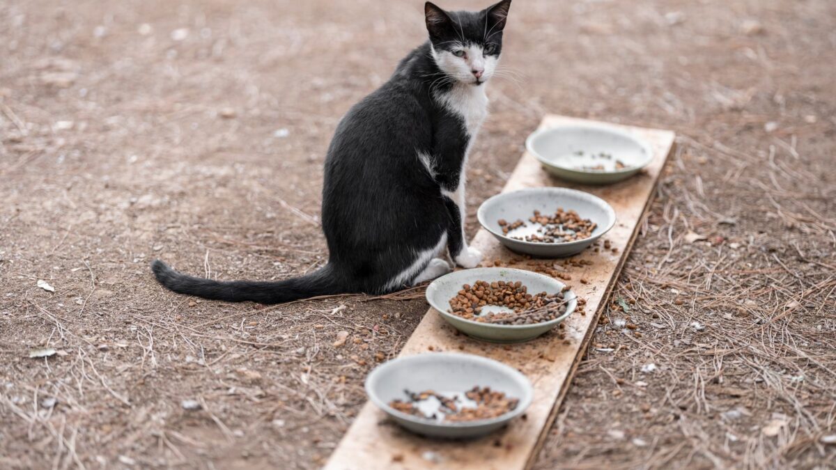How Much Does It Cost to Own a Cat? First-Year and Yearly Budget