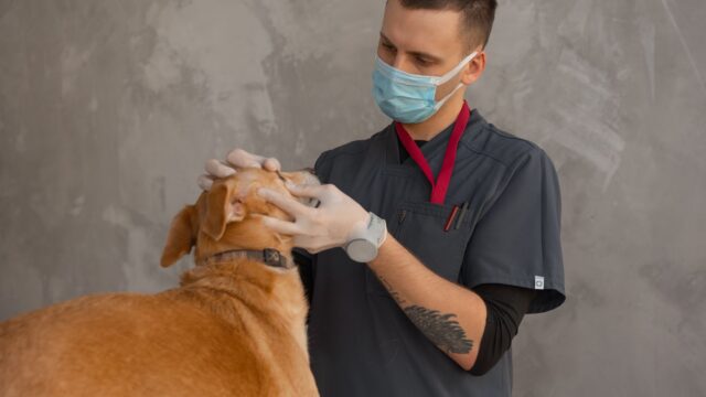 How Much Is a Vet Visit? Exam, Vaccine, Bloodwork and Emergency Costs