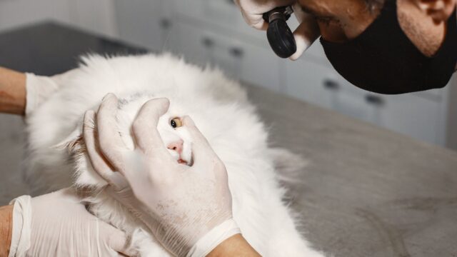 How Pet Insurance Works: Deductibles, Waiting Periods and Pre-Existing Conditions