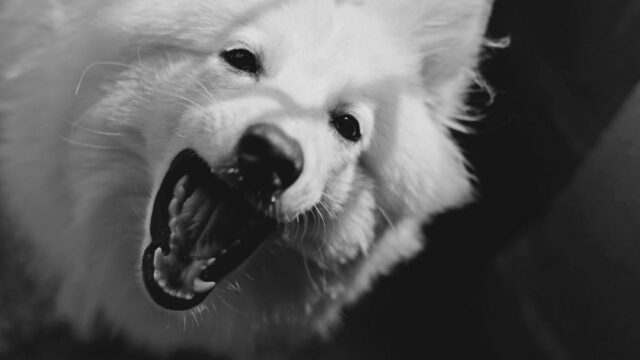 How to Brush a Dog’s Teeth: Step-by-Step, the Right Toothpaste and Alternatives