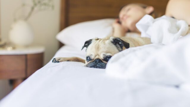 How to Choose a Dog Bed: Size, Support, Washability and Chew-Proof Options