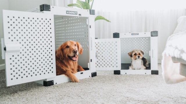 How to Choose a Dog Crate: Types, Sizing and Safety Basics