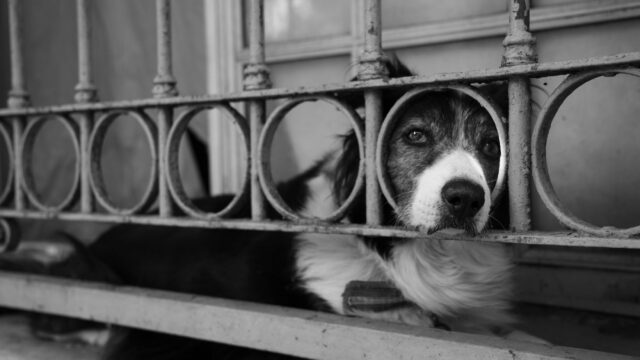 dog behind wooden gate