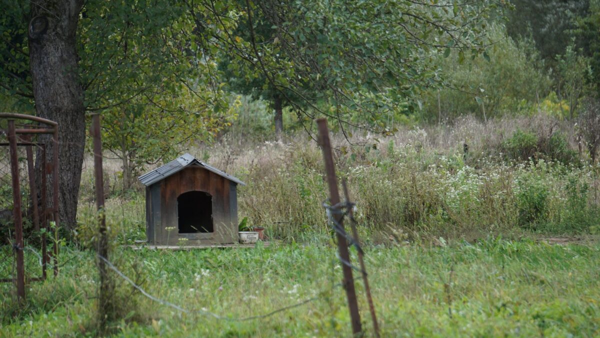 wooden dog house garden