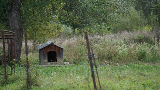 wooden dog house garden