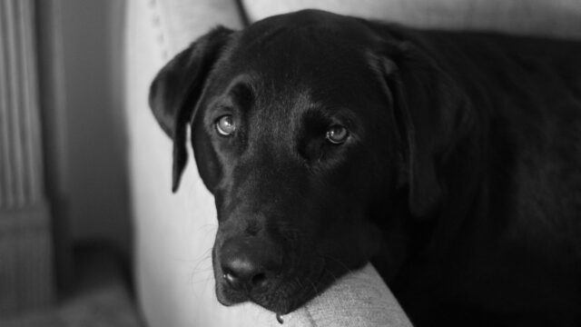 How to Choose a Pet Camera: Features, Subscriptions, Treat Tossing and Privacy