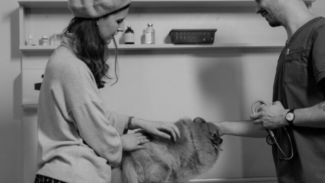 How to Choose a Veterinarian: What to Look For and Questions to Ask