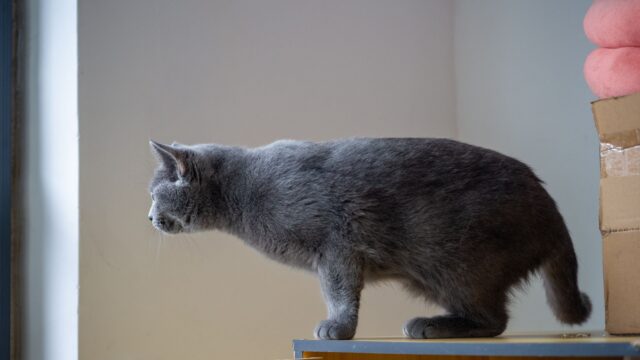 How to Choose an Automatic Litter Box: Sensors, Size, Multi-Cat Use and Costs