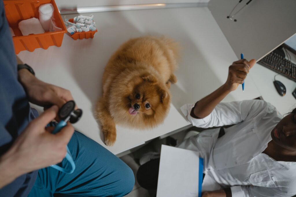 dog at vet