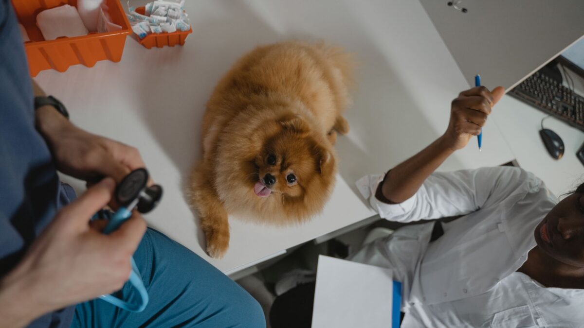 dog at vet