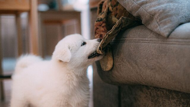 How to Dog-Proof Your Home: A Room-by-Room Safety Checklist