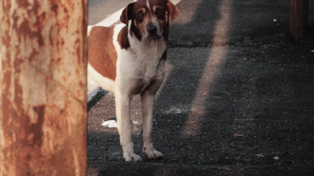 How to Find a Lost Pet: What to Do in the First 24 Hours and Beyond
