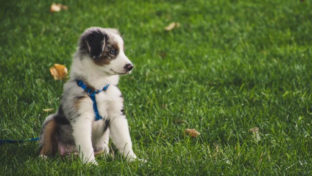 How to House Train a Puppy: Schedule, Crate Use, Accidents and a Realistic Timeline