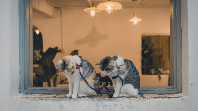 How to Introduce a New Cat to Your Cat or Dog: A Slow, Step-by-Step Plan