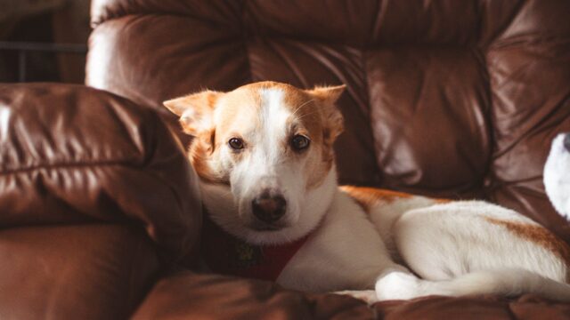 How to Keep a Dog Off the Furniture: Teach “Off,” a Place Cue and Kind House Rules