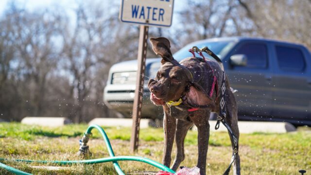 How to Keep Dogs Cool in Hot Weather: Heatstroke Signs, Safe Walks and Emergency Steps
