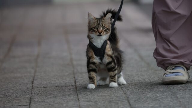 How to Leash Train a Cat: Harness vs Collar, Step-by-Step Training and Safety