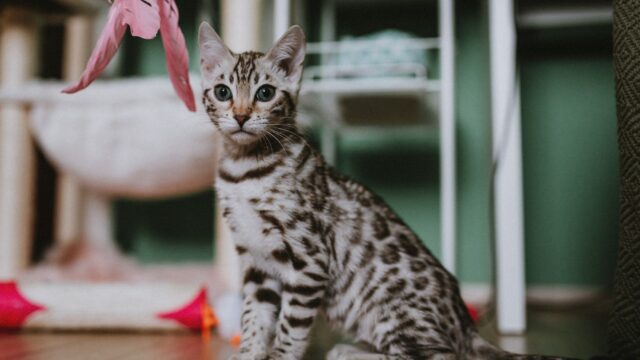 How to Stop a Cat From Biting: Play Aggression, Petting-Induced Bites and Redirection
