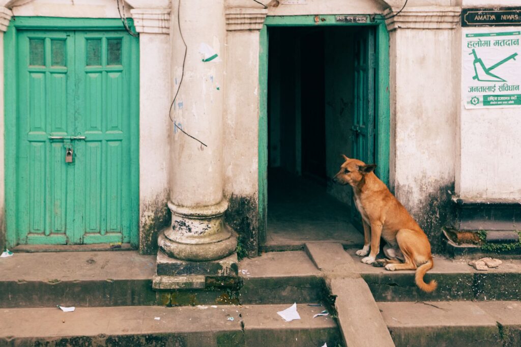 dog sitting at door