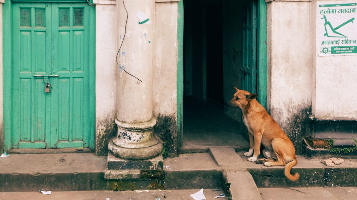 dog sitting at door
