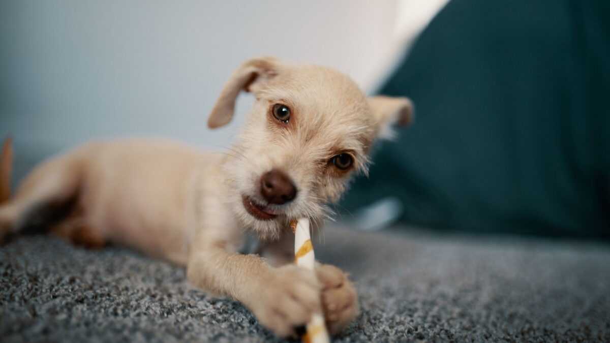 How to Stop Puppy Biting: Bite Inhibition, Redirection, Calm Time-Outs and Teething