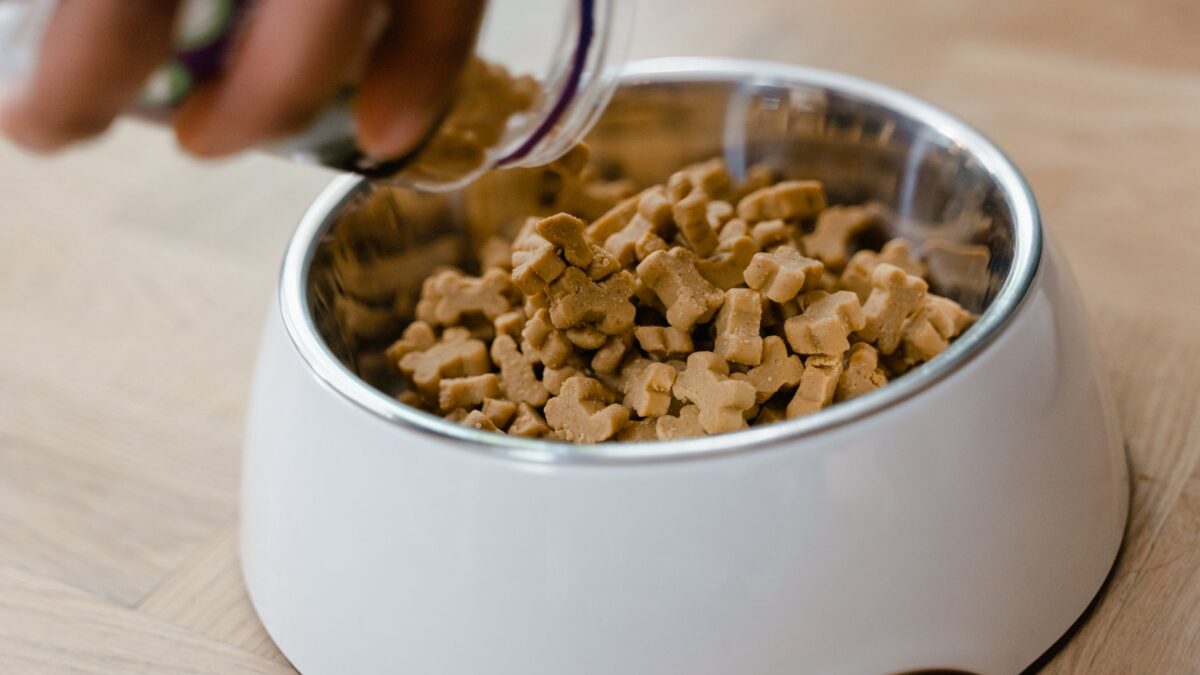 dog food bowl