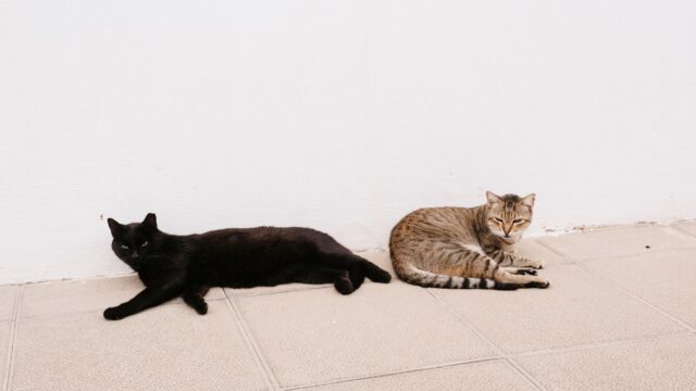 Male vs Female Cat: Which Is Better for You? Myths, Real Differences and the Role of Spaying and Neutering
